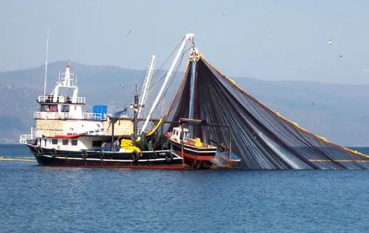 Karadenizli balıkçıları palamut üzdü, hamsi sevindirdi