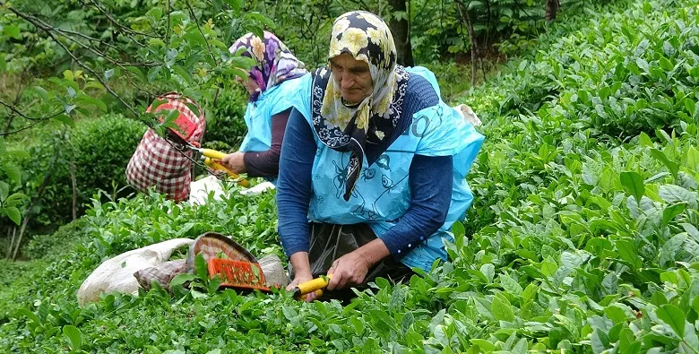 Rize’ye çay nedeniyle göç başladı