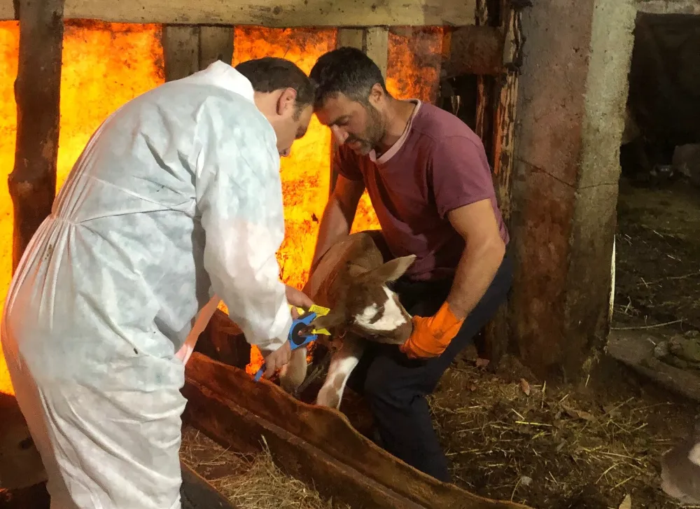 Kalkandere İlçe Tarım Müdürlüğü şap aşısı uygulamasının başladığını duyurdu