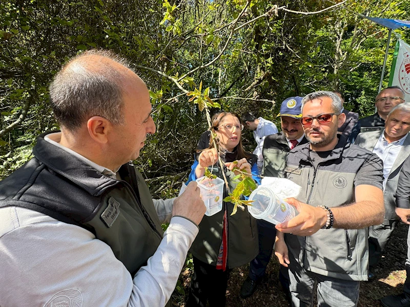 Bartın ve Zonguldak’ta gal arısıyla mücadele için 4 yılda 20 bin ‘terminatör böcek