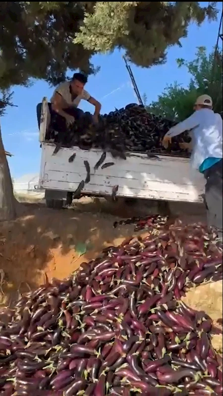 Düşük fiyat veren komisyonculara kızıp bir kamyonet patlıcanı çöpe döktü