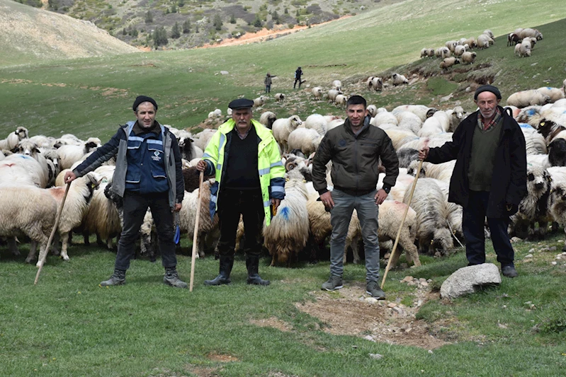 Ordulu çobanların 4 gün sürecek yayla yolculuğu başladı