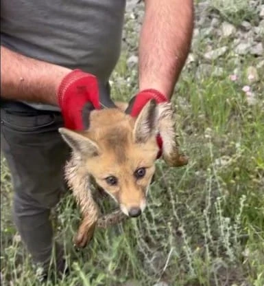 Su kanalına düşen yavru tilki kurtarıldı 