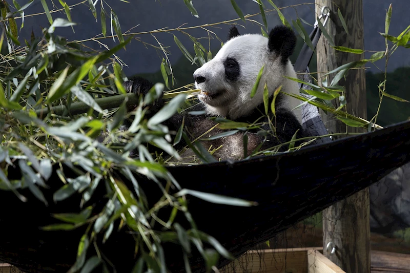 ABD’deki son 4 panda Çin’e geri gönderilecek