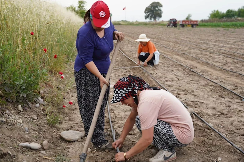 Osmaniye’de 4 bin 600 biberiye fidesi toprakla buluştu