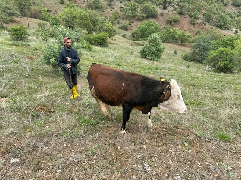 Devlet desteğiyle başladığı hayvancılığı 16 yıldır sürdürüyor