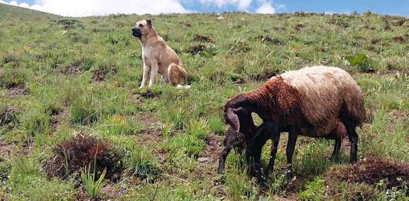 Kayıp sandıkları çoban köpekleri Kral