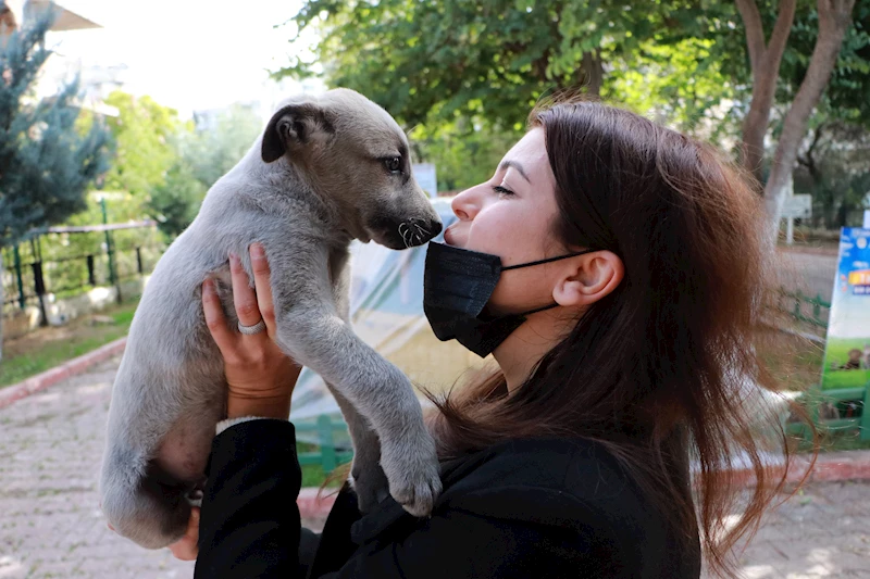 Veteriner Hekimler Odası Başkanı: Sokak köpeklerini uyutmak değil, kısırlaştırmak sorunu çözer