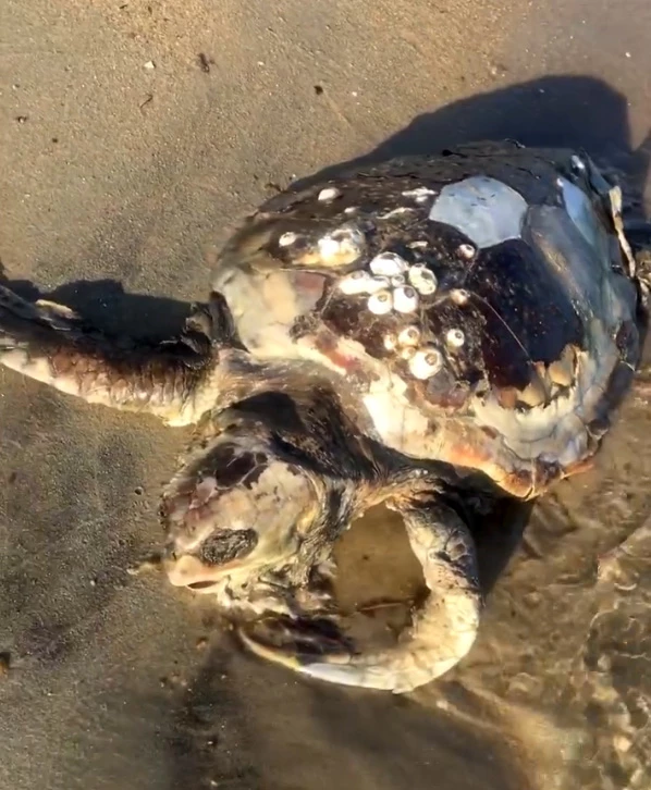 Edirne’de sahile ölü caretta caretta vurdu