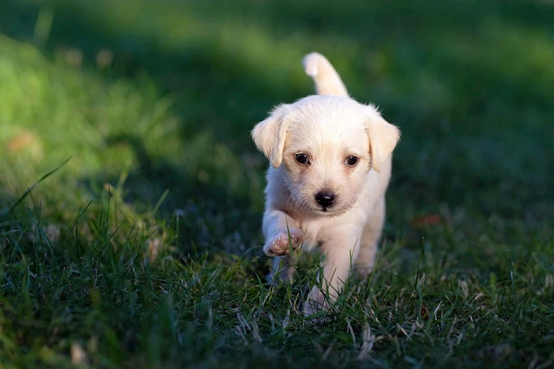 Köpek sahiplenmek isterken dolandırıldı