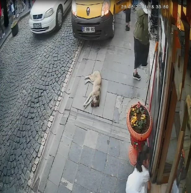 Kaldırımda uyuyan köpek, taksinin altında kaldı