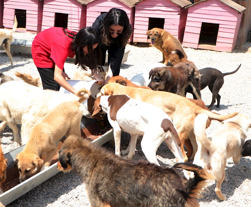 Okulda takı üretip satan Derya öğretmen ve öğrencileri, sokak köpeklerine can oldu