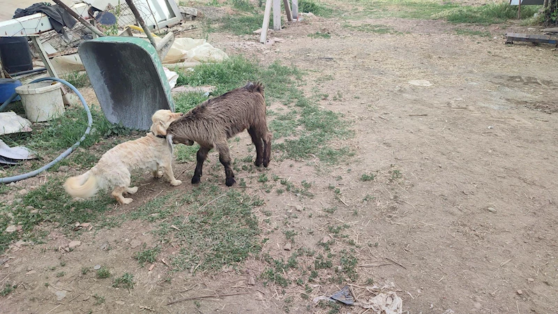 Oğlak ile köpeklerin dostluğu