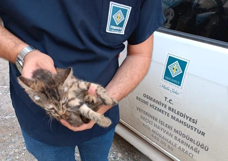 Yaralı sokak kedisi tedavi altına alındı