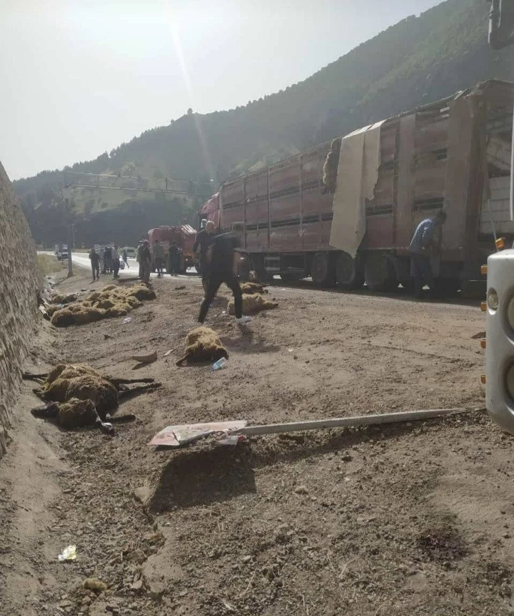 Devrilen TIR’ın sürücüsü yaralandı, dorsedeki 100 koyun öldü