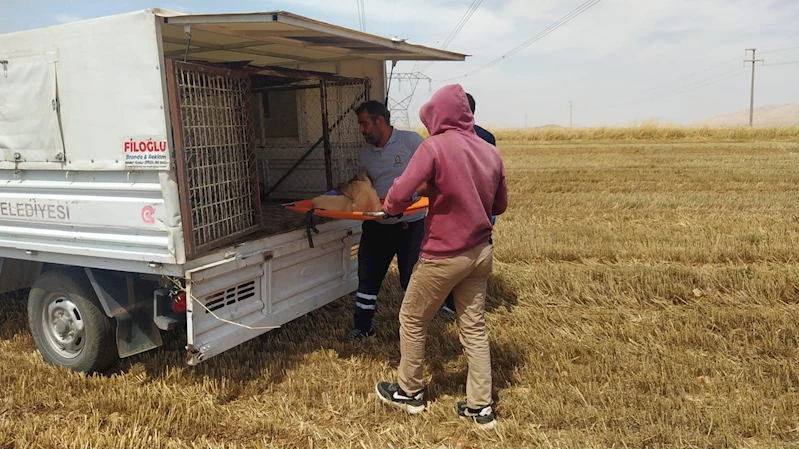 Biçerdöverin altında kalan 3 ayağı kopan köpek öldü