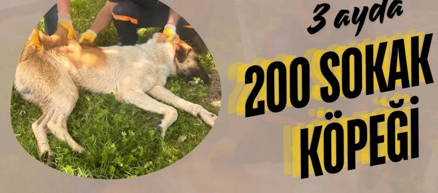 Oltu Belediyesi:Yaklaşık 200 Sokak Köpeği Rehabilitasyon İçin Teslim Edildi