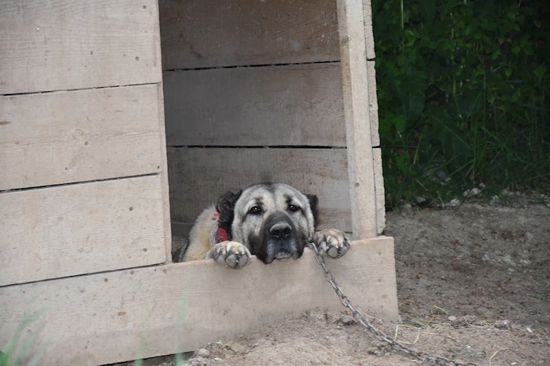 SİVAS İklim değişikliği nedeniyle Kangal köpeği üretimi yüzde 50 düştü (VİDEO EKLENDİ) 