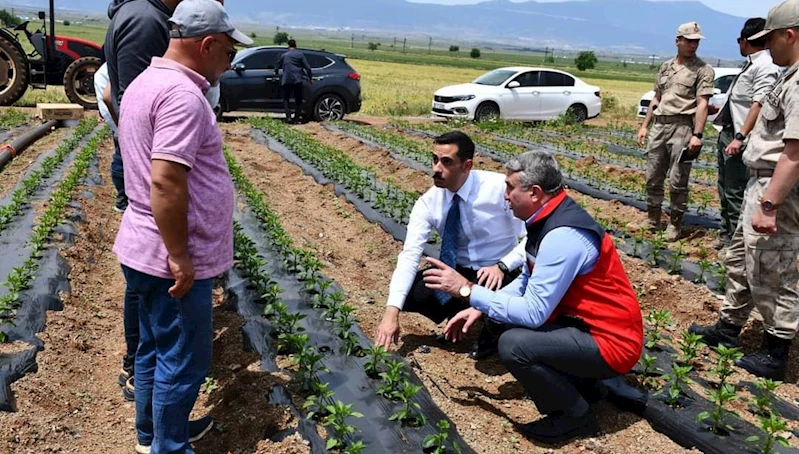 İslahiye Kaymakamı, biber fidesi ekimi yaptı