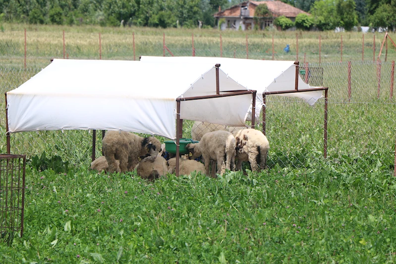 Yapay meralarda beslenen kuzuların verimleri arttı