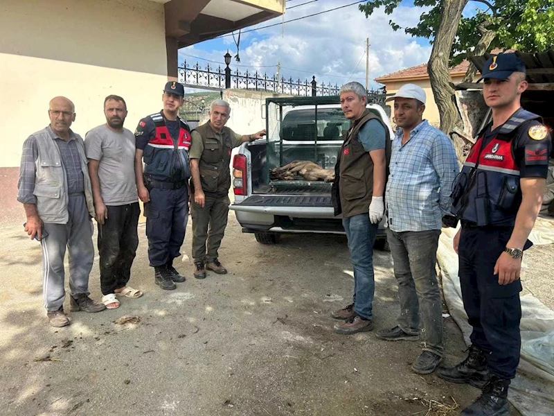 Yaralı bulunan dağ keçisi tedavi altına alındı