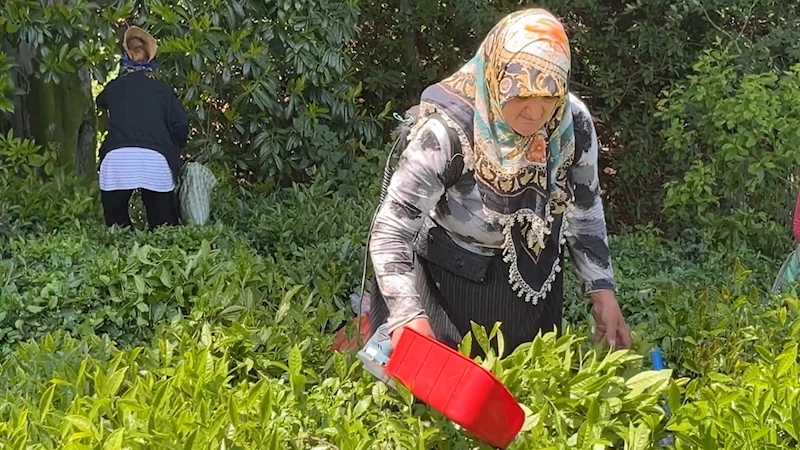 ‘Z’ kuşağının ilgisiz olduğu çayda işçi sorununa 