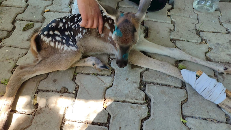 Çakalların saldırdığı yavru geyiği yoldan geçen çift kurtardı