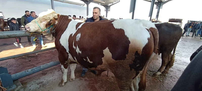 Niğde Kırmızı Et Üreticileri Birliği: Kurbanın kesimi belediyelerin belirlediği alanlarda yapılmalı