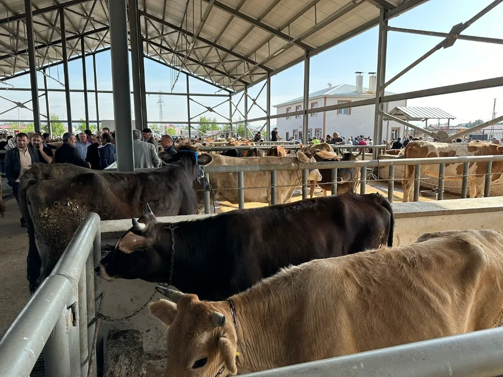 Zabıta Denetimleri Canlı Hayvan Pazarında Sorunsuz Bir Kurban Dönemini Müjdeliyor