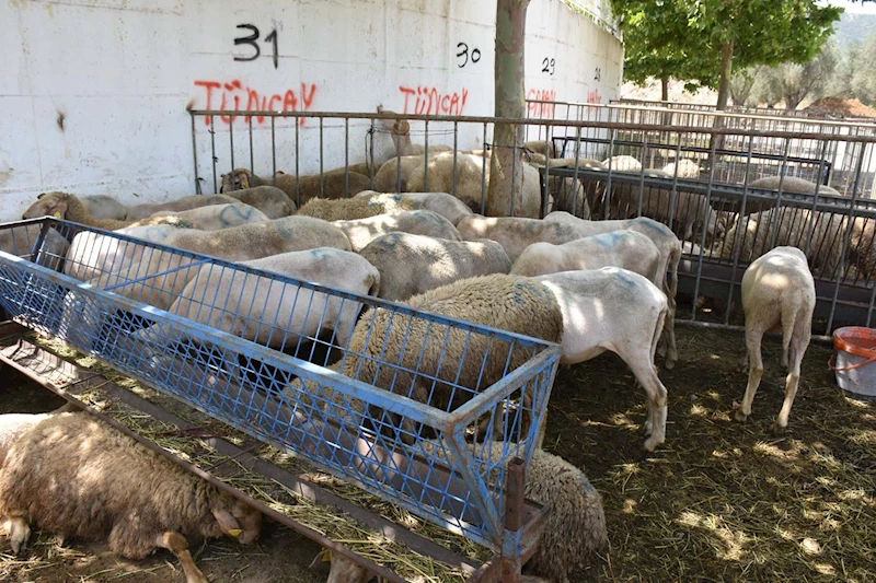 Edremit Belediyesi Kurban Bayramı hazırlıklarını tamamladı