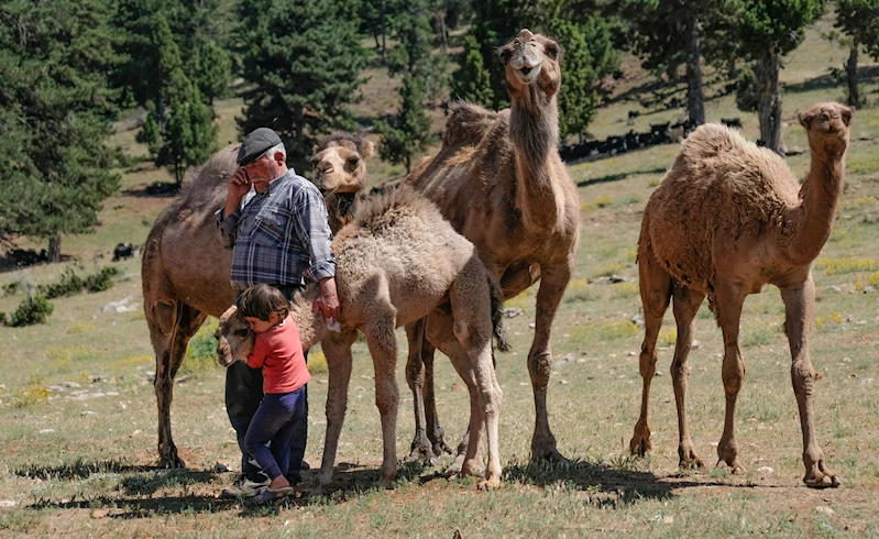 Sarıkeçili Yörükleri, Toros Dağları’nda