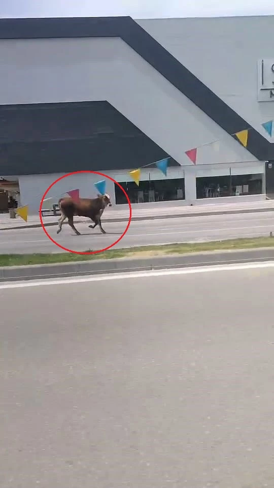 Sahibinin elinden kaçan kurbanlık, trafiği birbirine kattı