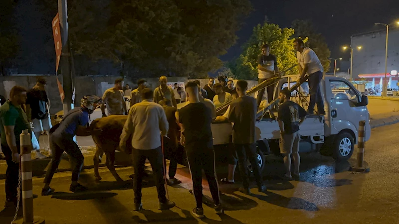 İstanbul-Ataşehir’de kaçan kurbanlık ortalığı birbirine kattı