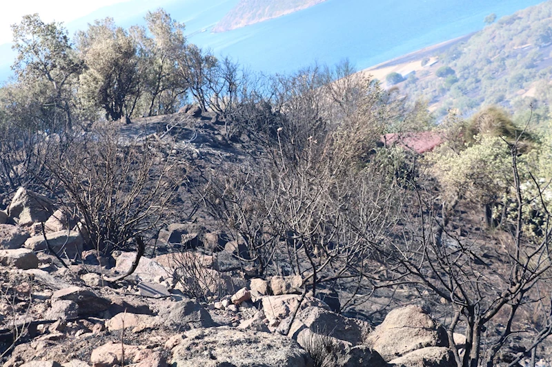 İzmir’de otların tutuşmasıyla çıkıp zeytinliğe sıçrayan yangın kontrol altında