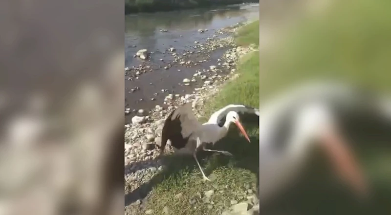 Osmaniye’de tedavisi tamamlanan 6 kuş doğaya salındı