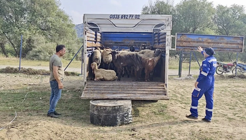 Diyarbakır- Mardin sınırındaki yangında yaralanan 29 küçükbaş, tedavileri için Osmaniye’de