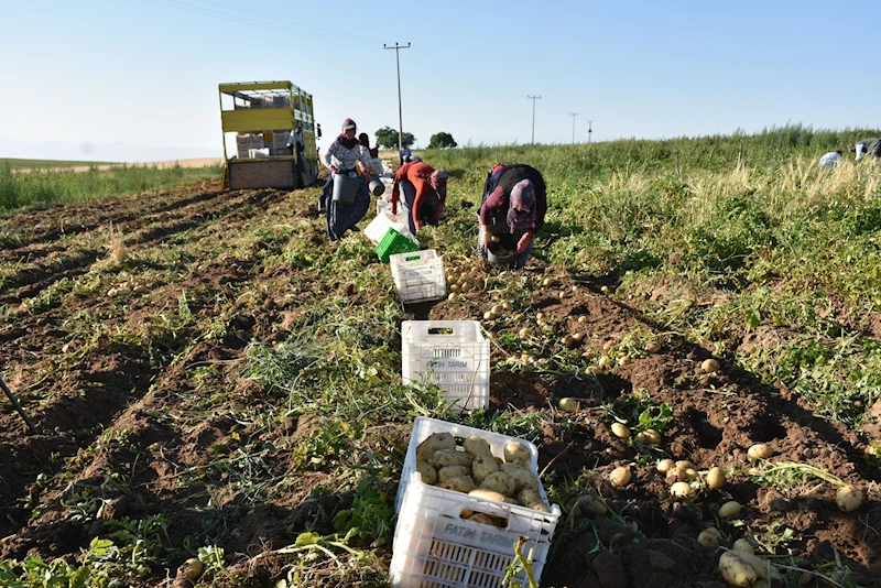 Niğde’de yazlık patates ekimi arttı