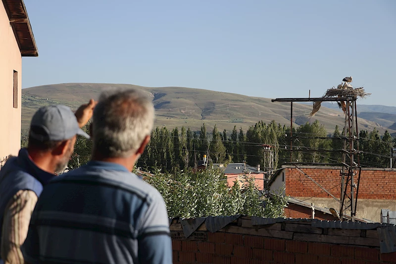 Bayburtlu köylülerin yarım asırlık leylek özlemini dindiren 