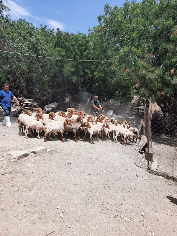 Nesli tükenmekte olan Kaçeli koyunları için proje