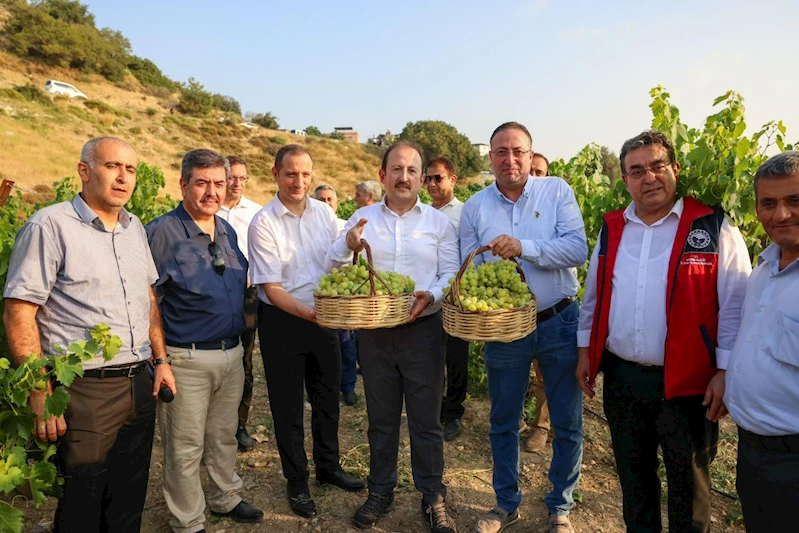 ‘Tarım Kampüsü’nde yetiştirilen üzümler hasat edildi