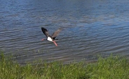 Nadir görülen karaleylek dron ile görüntülendi