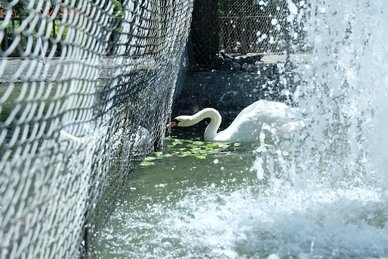 Kuğulu Park’ta kavga eden erkek kuğulara tel örgülü önlem