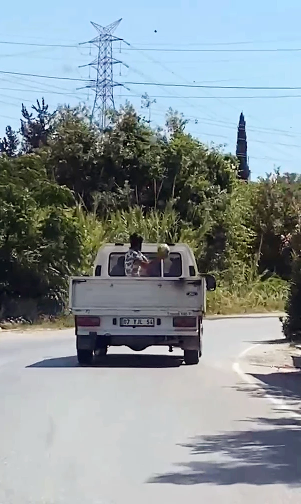 Hareket halindeki kamyonetten karpuzları yola fırlattı