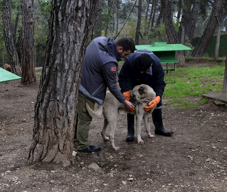 Osmangazi Belediye Başkanı Aydın: Sokak hayvanları uyutulmasın, sahiplendirilsin