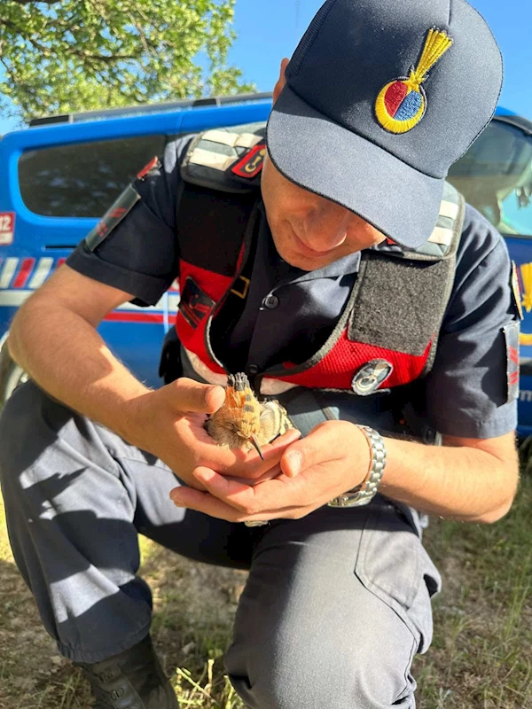 Sıcaktan bitkin düşen ibibik kuşu su verilip, doğaya bırakıldı