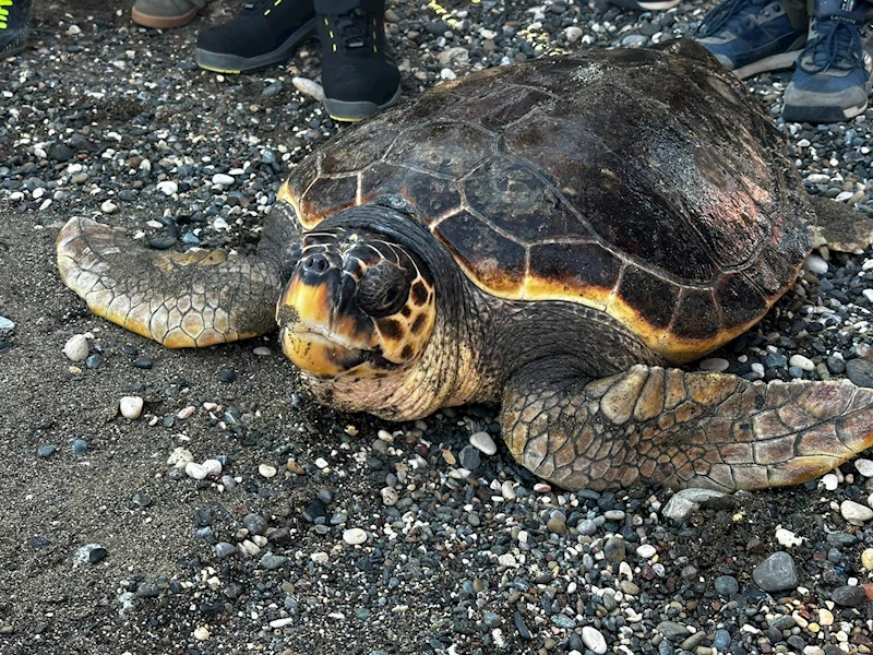 Tedavisi 2 yılda tamamlanan caretta caretta denize bırakıldı