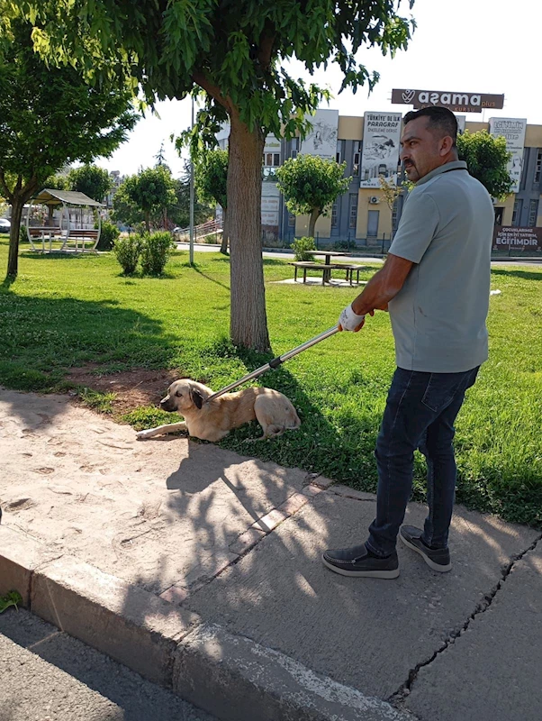 Kuduz köpek ısırdı, karantinaya alındı