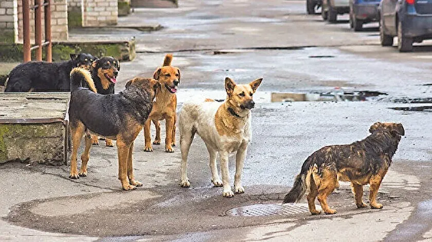 3 Ayda 200 Köpek Kısırlaştırıldı: Saldırı ve Şikayetlerin Ardından Tedbir Alındı