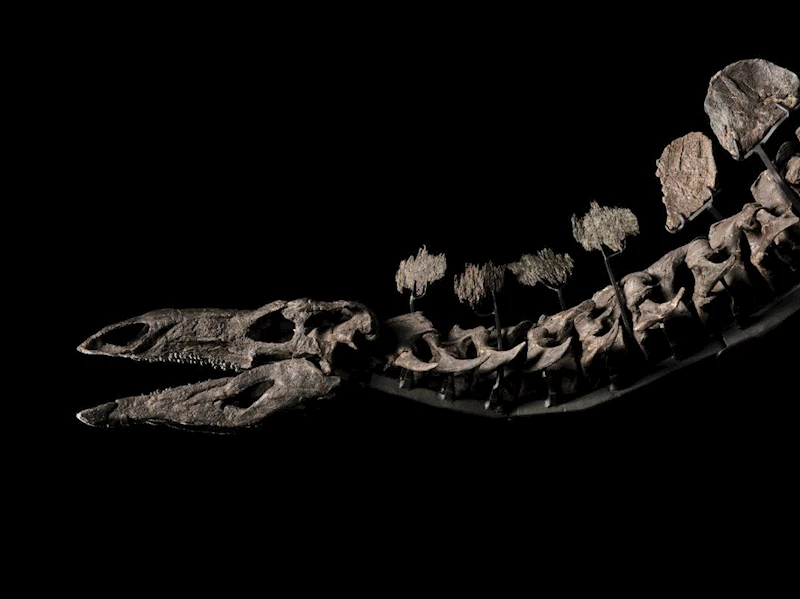 Stegosaurus türü dinozor fosili, ABD’de 44,6 milyon dolara satıldı