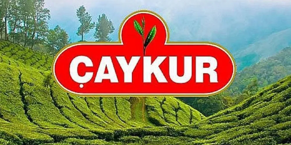 ÇAYKUR Yaş Çay Alımında Kademeli Artışa Gidiyor!